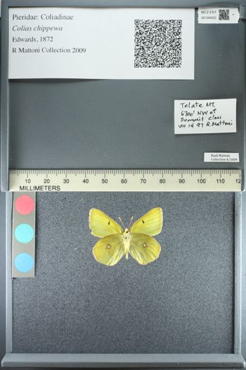 Media type: image;   Entomology 184652